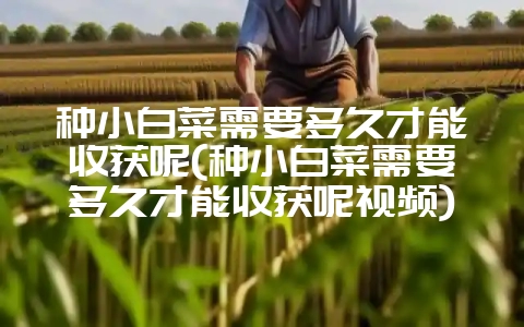 种小白菜需要多久才能收获呢(种小白菜需要多久才能收获呢视频)-会东网