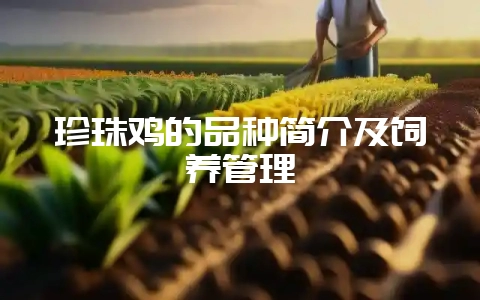 珍珠鸡的品种简介及饲养管理-会东网