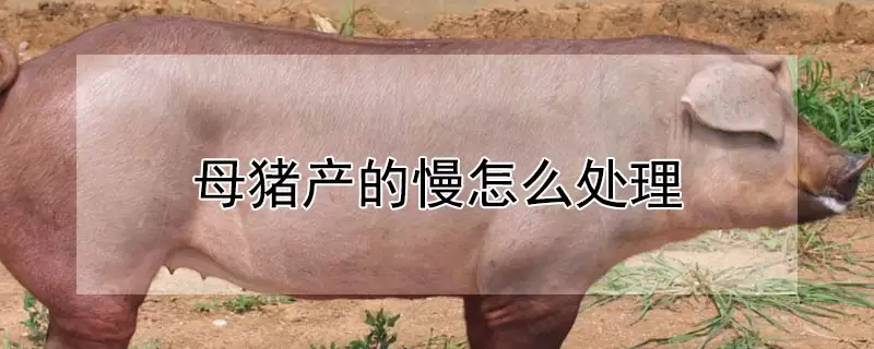 母猪产的慢怎么处理-会东网