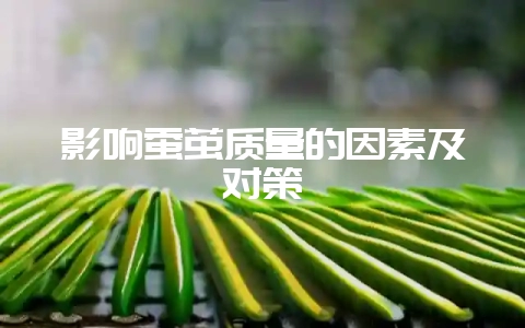 影响蚕茧质量的因素及对策-会东网