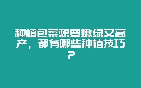 种植包菜想要嫩绿又高产,都有哪些种植技巧?-会东网