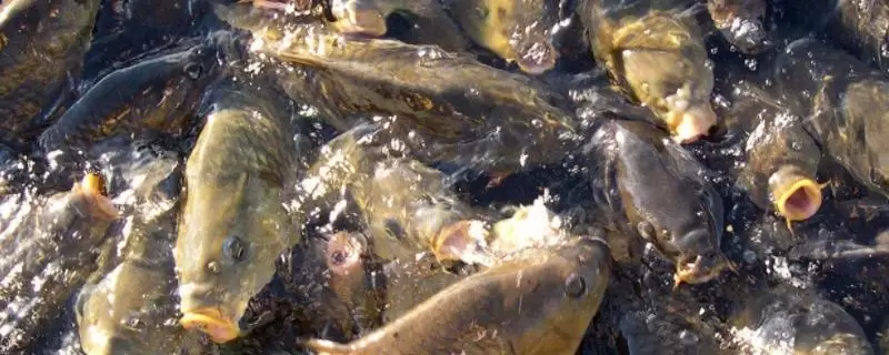 养锦鲤需要在鱼缸里放盐吗,需根据养殖情况来决定-会东网