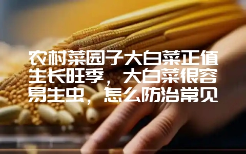 农村菜园子大白菜正值生长旺季，大白菜很容易生虫，怎么防治常见虫害？-会东网
