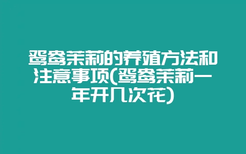 鸳鸯茉莉的养殖方法和注意事项(鸳鸯茉莉一年开几次花)-会东网