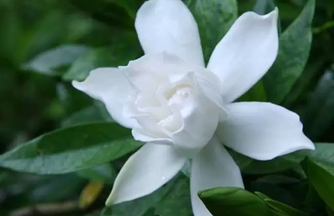 栀子花的养殖方法-栀子花图片-会东网