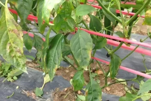 辣椒落花落果什么原因 打什么药效果更好-会东网