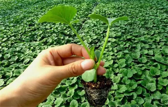 黄瓜栽培技术与管理:育苗、定植与管理-会东网