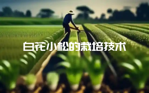 白花小松的栽培技术-会东网