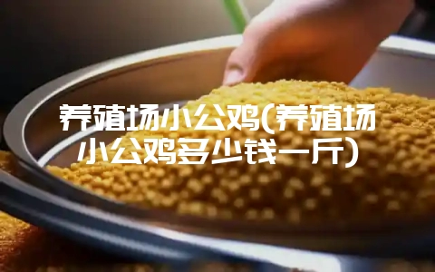 养殖场小公鸡(养殖场小公鸡多少钱一斤)-会东网