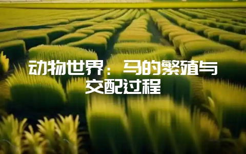 动物世界:马的繁殖与交配过程-会东网