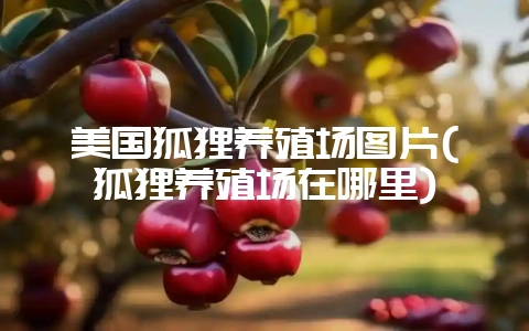 美国狐狸养殖场图片(狐狸养殖场在哪里)-会东网
