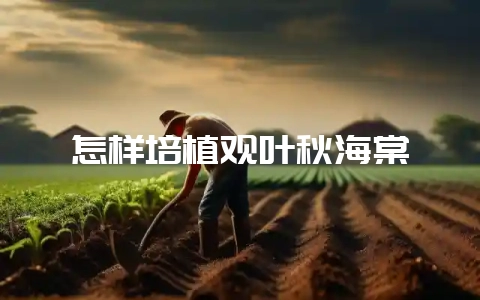 怎样培植观叶秋海棠-会东网