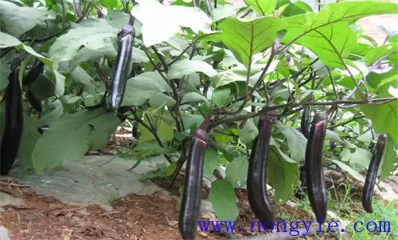 茄子高产栽培技术 怎样使茄子高产-会东网