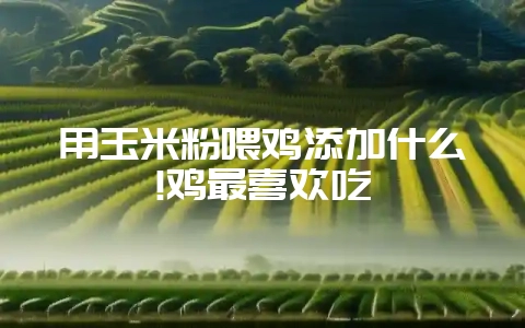 用玉米粉喂鸡添加什么!鸡最喜欢吃-会东网