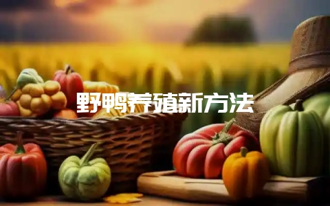 野鸭养殖新方法-会东网