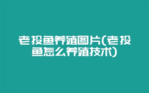老头鱼养殖图片(老头鱼怎么养殖技术)-会东网