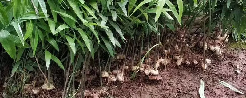 种植黄精需要多少成本,种植前景怎么样-会东网