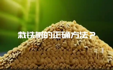 栽铁树的正确方法？-会东网