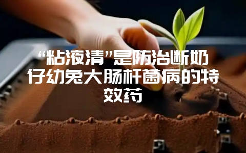 “粘液清”是防治断奶仔幼兔大肠杆菌病的特效药-会东网