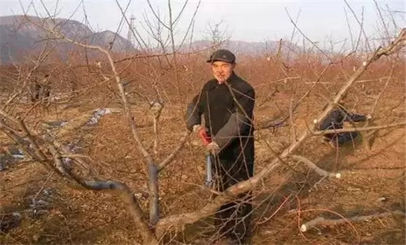 桃树冬剪什么时间最好 桃树冬季修剪技术要点-会东网