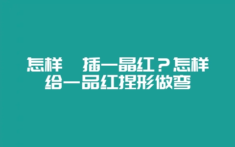 怎样扦插一晶红？怎样给一品红捏形做弯-会东网