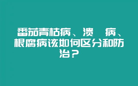 番茄青枯病、溃疡病、根腐病该如何区分和防治？-会东网