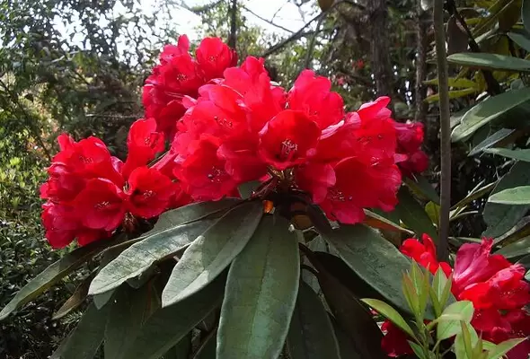 野生杜鹃花种类和图片-会东网