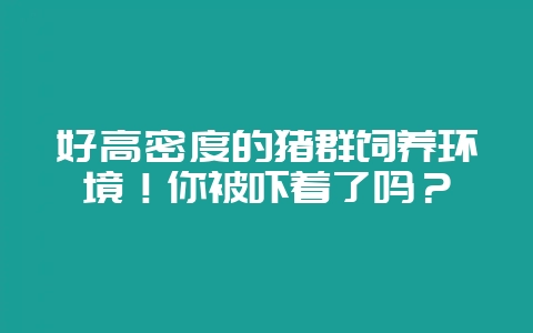 好高密度的猪群饲养环境!你被吓着了吗?-会东网