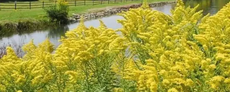 黄莺花插水里怎么养-会东网