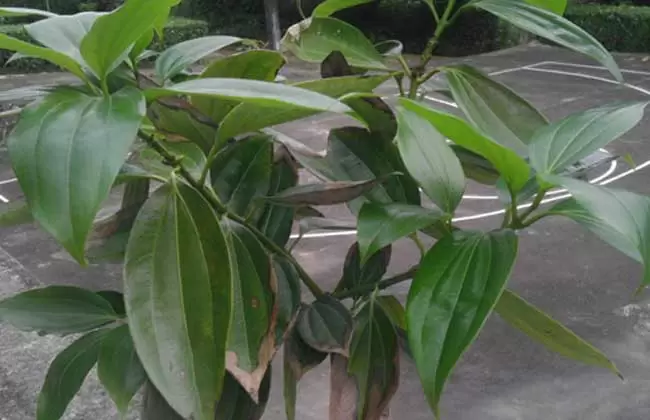 平安树和发财树的区别-会东网