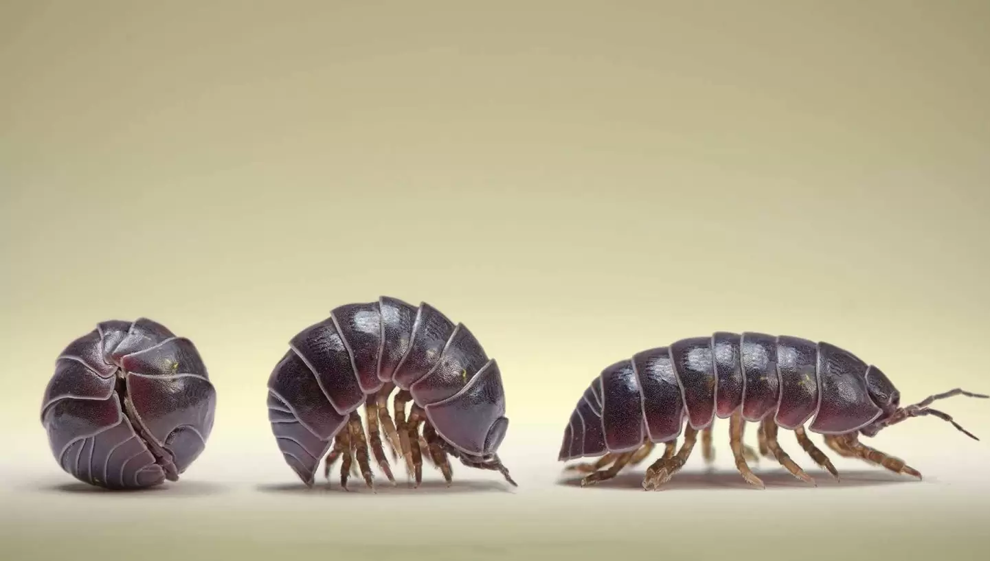 鼠妇是害虫还是益虫?有哪些特点?-会东网