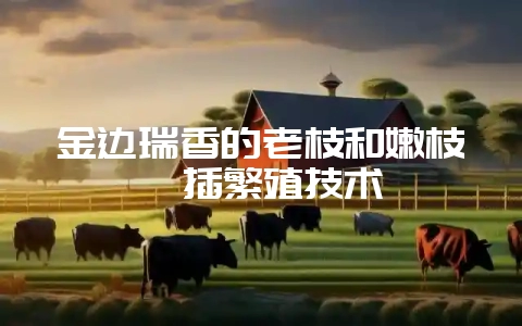 金边瑞香的老枝和嫩枝扦插繁殖技术-会东网