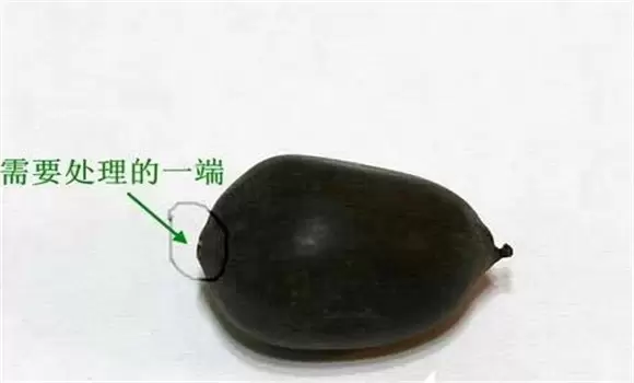 碗莲的种植方法带图,碗莲的种植方法与技术-会东网