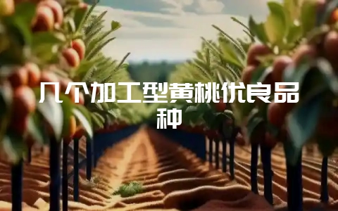 几个加工型黄桃优良品种-会东网