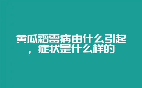 黄瓜霜霉病由什么引起，症状是什么样的-会东网