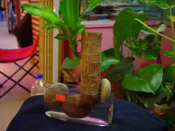 常见的水培植物营养液配方-会东网