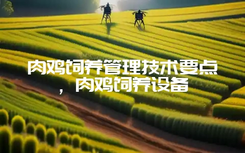 肉鸡饲养管理技术要点，肉鸡饲养设备-会东网