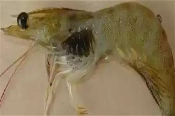 南美白对虾菌类病及寄生虫病主要有哪些?-会东网