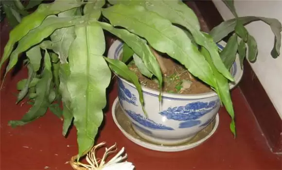 昙花繁殖方法有几种 昙花如何进行繁殖-会东网