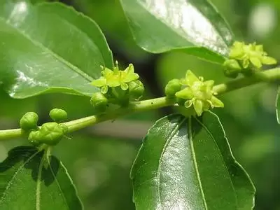 枣树花期管理有哪些内容-会东网