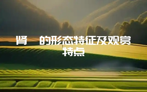肾蕨的形态特征及观赏特点-会东网
