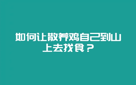 如何让散养鸡自己到山上去找食?-会东网