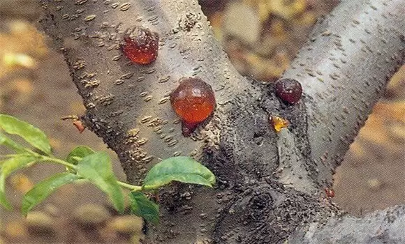 桃树流胶病的治疗方法 桃树流胶病的发生与防治-会东网