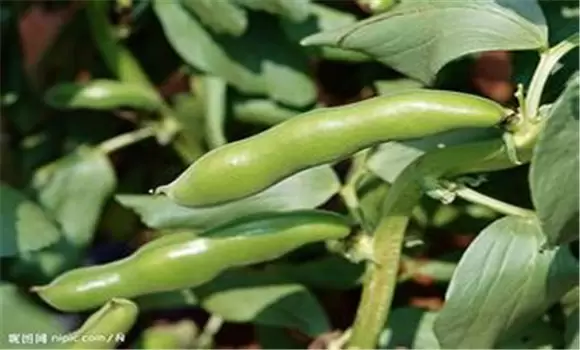 反季节蚕豆种植技术与管理方法-会东网
