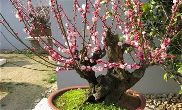 盆栽梅花怎么养 盆栽梅花的养护和管理技术要点-会东网