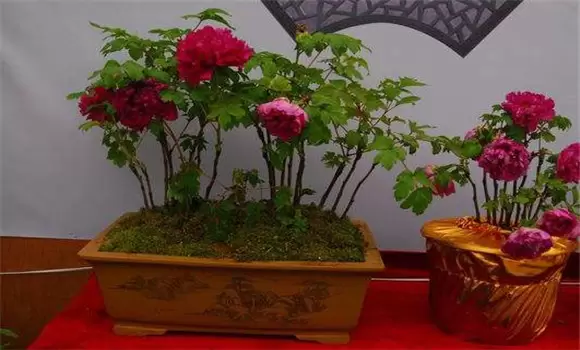 牡丹盆景的养护方式、管理与观赏-会东网