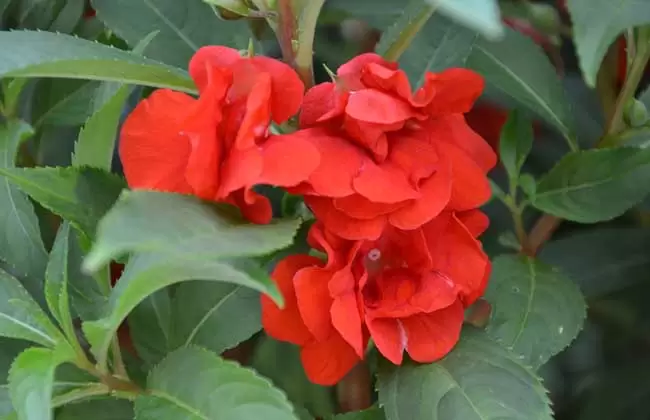 凤仙花种子怎么种?-会东网