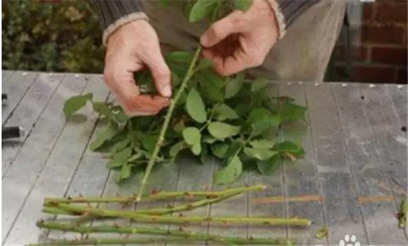 玫瑰繁殖方法与方式 玫瑰如何繁殖-会东网