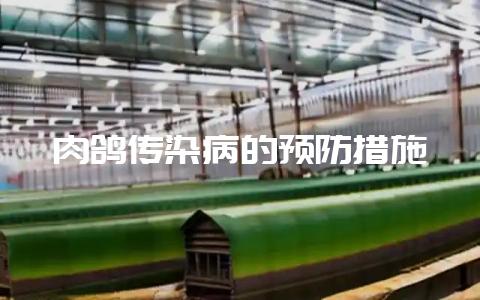 肉鸽传染病的预防措施-会东网