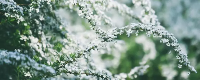 冬天泡水里能开花的干枝-会东网